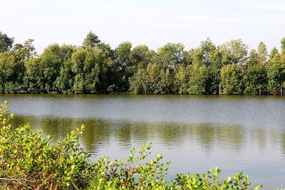 Scenic view of lake by trees against sky