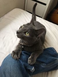 High angle view of russian blue cat sitting by person on bed