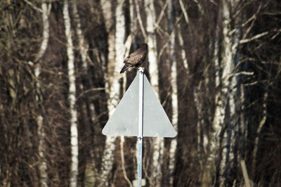 Kite bird perching on information sign against trees