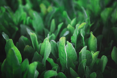 Closeup of rows of organic healthy green sorrel, spinach plants