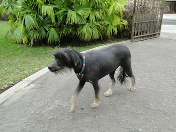 Rear view of a dog