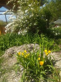 View of yellow flowering plant