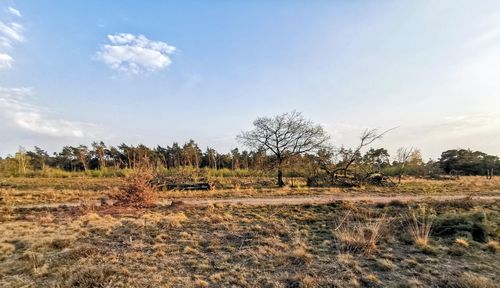 Scenic view of field against sky