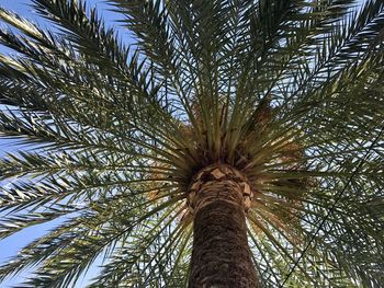 Low angle view of palm tree against sky