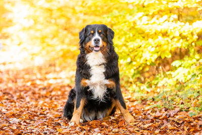 Portrait of dog sitting on tree during autumn