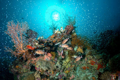 Fish swimming in sea