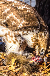 Close-up of eagle