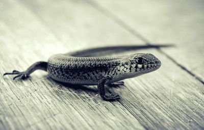 Close-up of lizard on wood