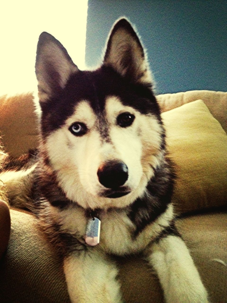 animal themes, pets, one animal, domestic animals, mammal, portrait, looking at camera, indoors, dog, animal head, close-up, home interior, relaxation, young animal, sitting, front view, zoology, no people, cute, bed