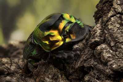 Close-up of beetle on tree