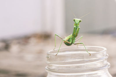 Close-up of grasshopper on jar