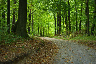 Road amidst trees in forest