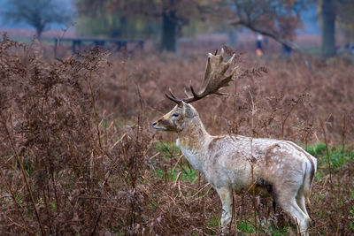 Deer standing in a field