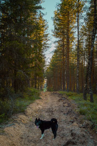 Dog standing in forest