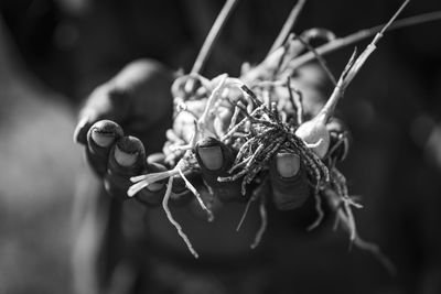 Close-up of insect on plant