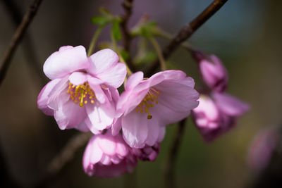 Close-up of pink flowers