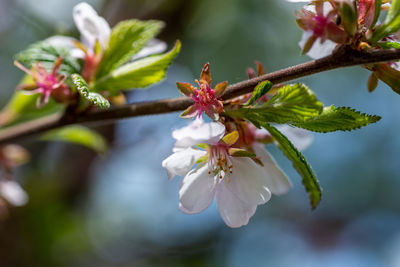 Close-up of cherry blossom on tree