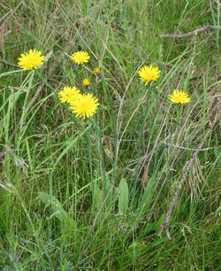 Close-up of yellow flowering plants on field