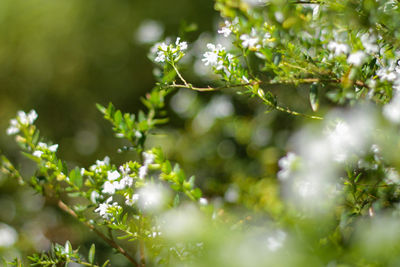 Close-up of flowering plant against tree