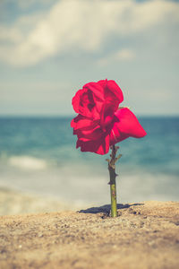 Close-up of red rose on beach against sky