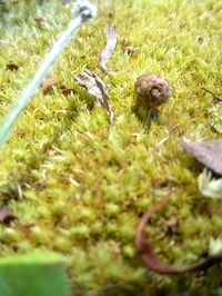 Close-up of lizard on grass