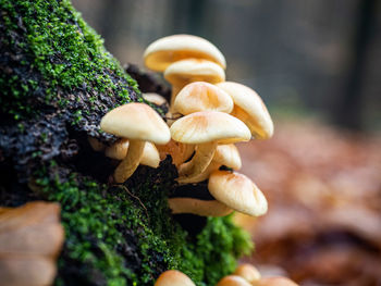 Close-up of mushrooms growing on tree