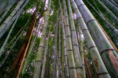 Low angle view of bamboo trees in forest