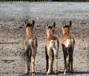 Sheep standing in a sand