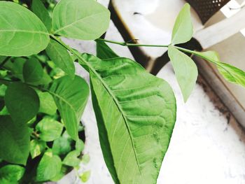 Close-up of green leaves