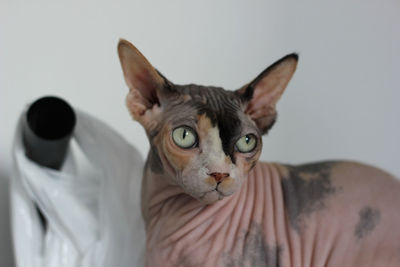 Close-up portrait of a cat