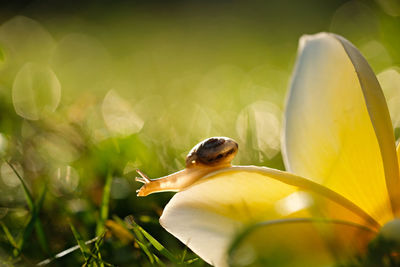A snail is walking on a white flower
