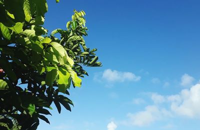 Low angle view of plant against blue sky