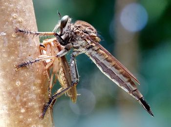 Close-up of dragonfly on twig