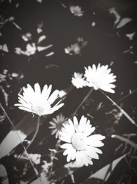 Close-up of white daisy flowers