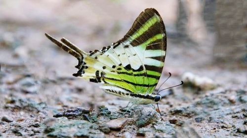 Close-up of butterfly