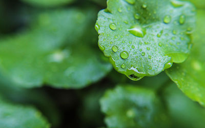 Close-up of water drops on leaves