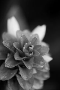 Close-up of water drops on rose