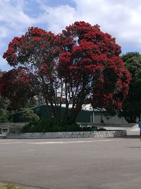 Trees against sky