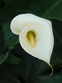 Close-up of yellow flower