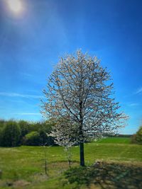 Tree in field against sky