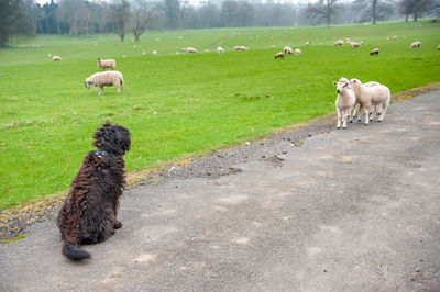 A shaggy black labradoodle sits and watches a group of lambs.