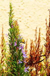 Close-up of purple flowering plant