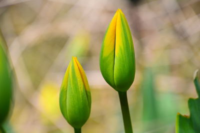 Close-up of plant