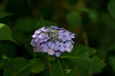 Close-up of purple hydrangea