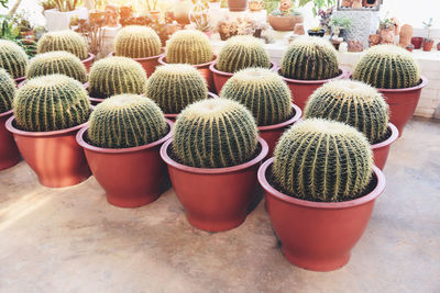 High angle view of potted plants