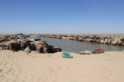 Panoramic view of people on beach against clear sky