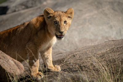 Close-up of lion cub standing on rocks