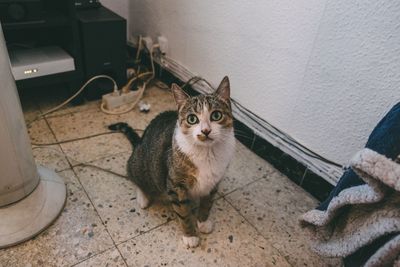 High angle portrait of cat sitting on floor