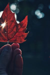 Cropped hand of person holding maple leaf