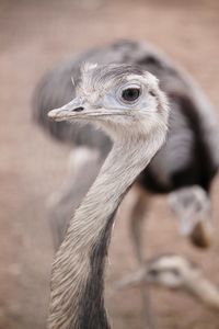 Close-up portrait of a bird